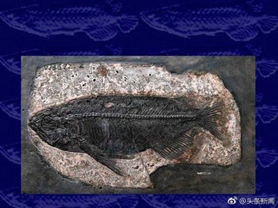 В провинции Хубэй найдена лучше всего сохранившаяся окаменелая арована в истории