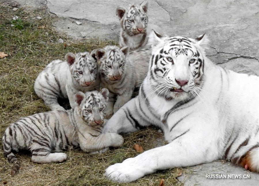 Четыре белых тигренка впервые предстали перед посетителями парка Синьпу в Ляньюньгане