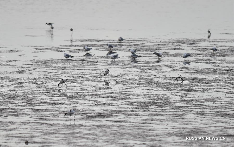 Перелетные птицы на побережье Шэньчжэньского залива