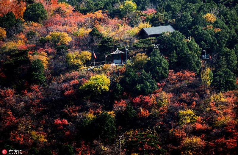 На горе Сяншань деревья "оделись" в багряную листву 