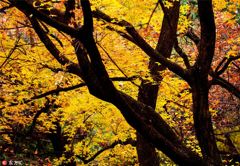 На горе Сяншань деревья "оделись" в багряную листву 