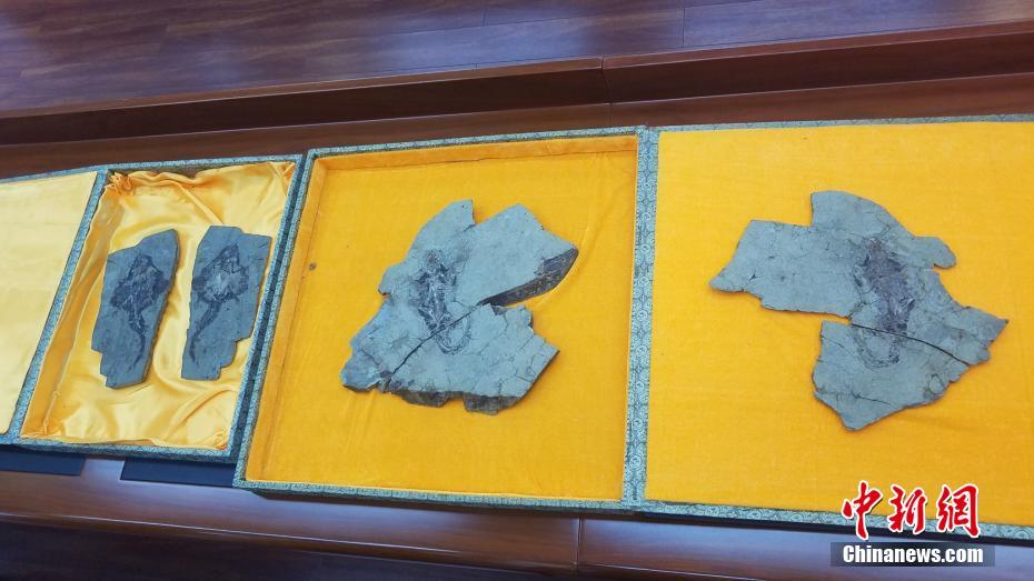 В Китае обнаружены самые цельно сохранившиеся останки летающего млекопитающего Юрского периода