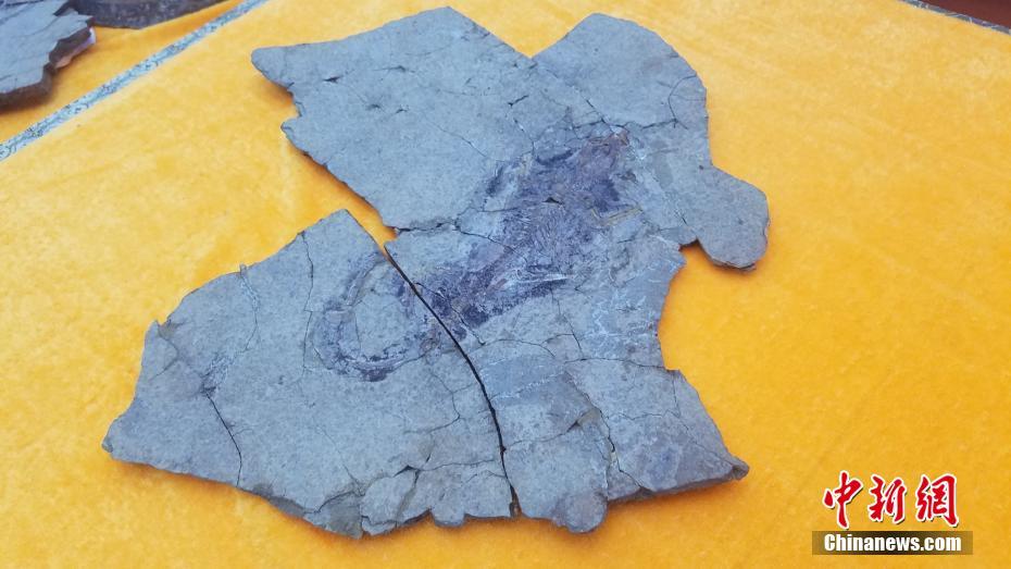 В Китае обнаружены самые цельно сохранившиеся останки летающего млекопитающего Юрского периода