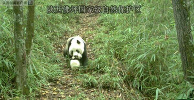 Популяция больших диких панд в заповеднике провинции Шэньси растет