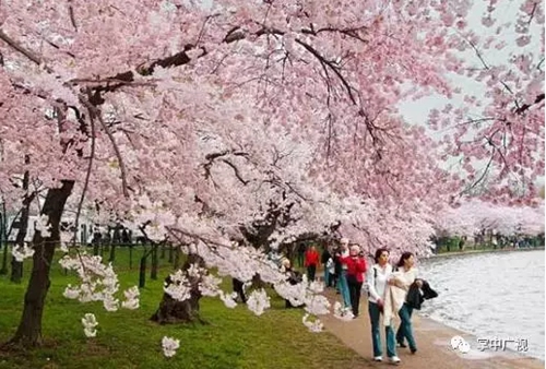 Фоторепортаж: Цветочный Гуанчжоу встречает Глобальный форум Fortune