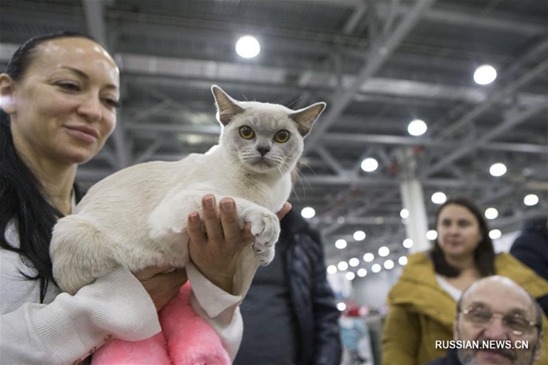 В Москве прошла Международная выставка кошек
