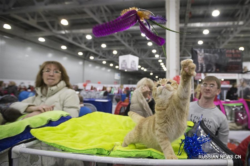 В Москве прошла Международная выставка кошек