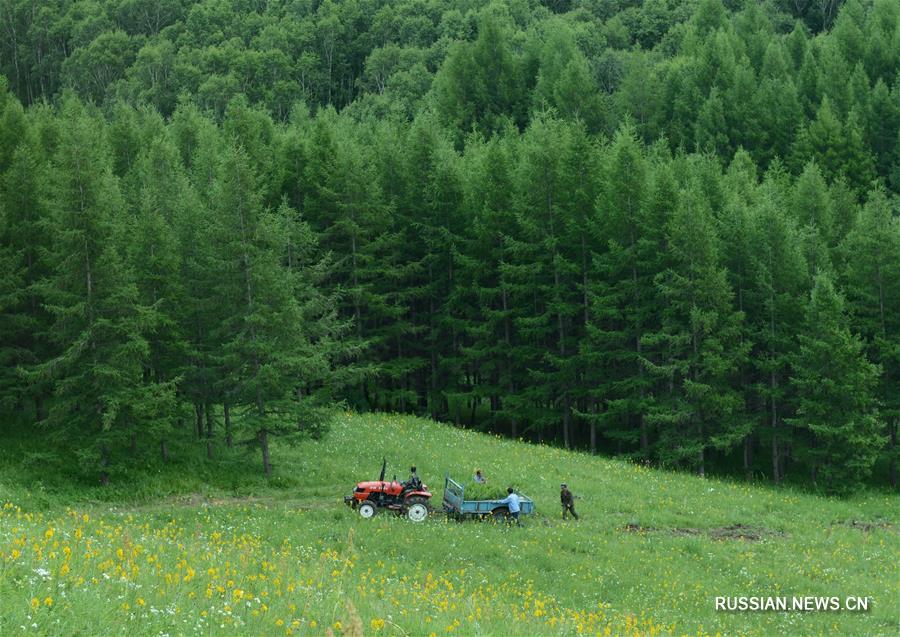 Создатели лесного массива "Сайханьба" на севере Китая получили высшую экологическую награду ООН