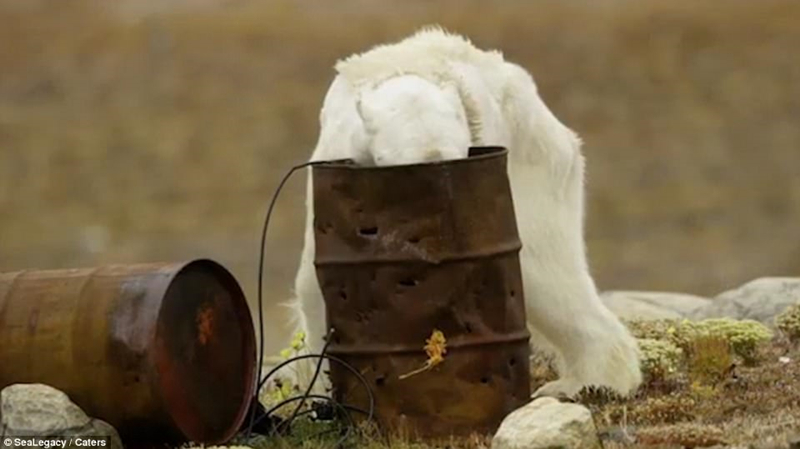 Соцсети шокировало видео с изможденным белым медведем в Арктике
