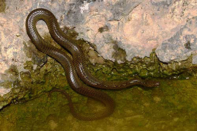 В Китае обнаружен новый вид змеи
