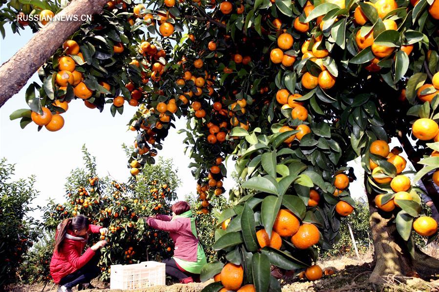 Сбор урожая "сахарных" мандаринов в уезде Юнфу