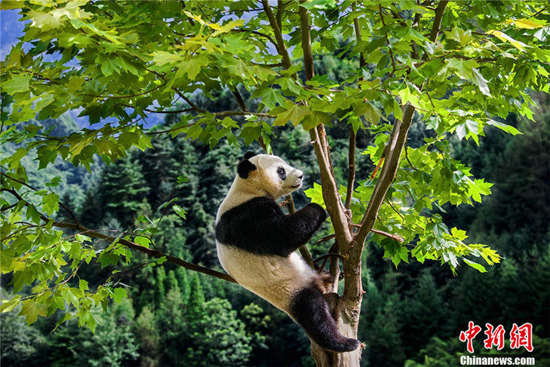Лучшие работы с Международного фото-конкурса об исследовании по защите больших панд Китая