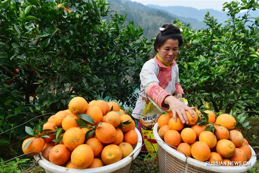 Зимний урожай пупковых апельсинов в уезде Жунцзян