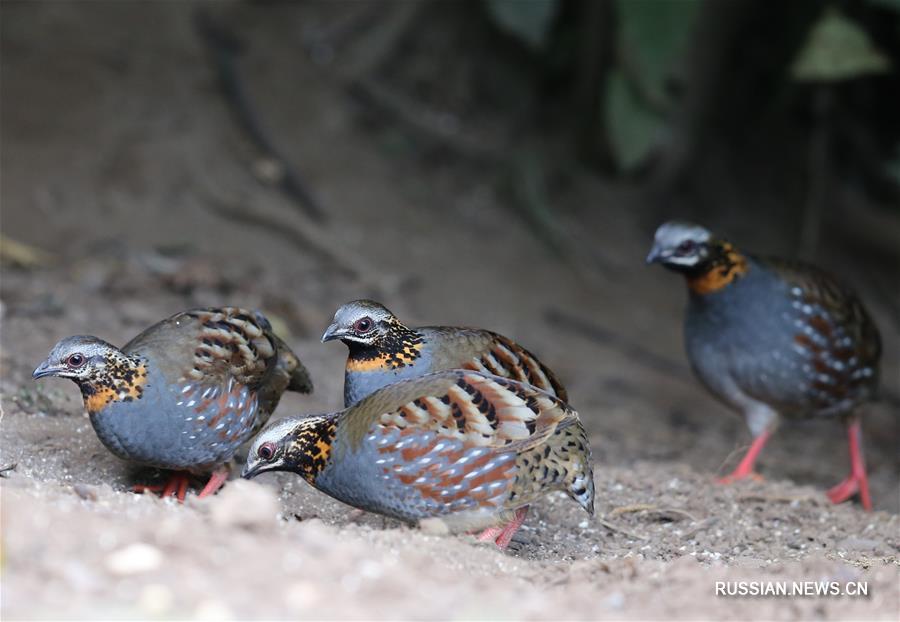 Птицы в заповеднике горной гряды Гаолигун в провинции Юньнань