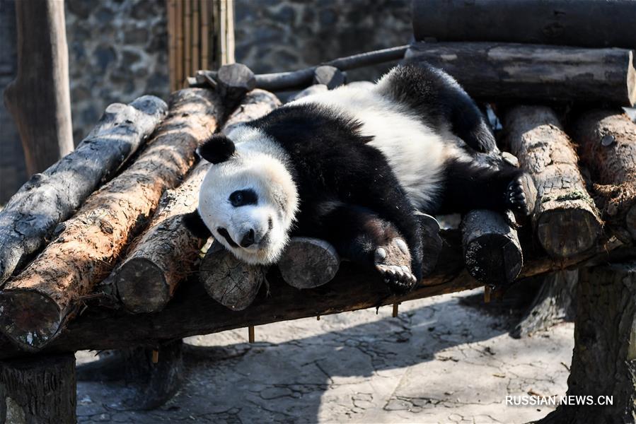Большие панды нежатся в лучах зимнего солнца