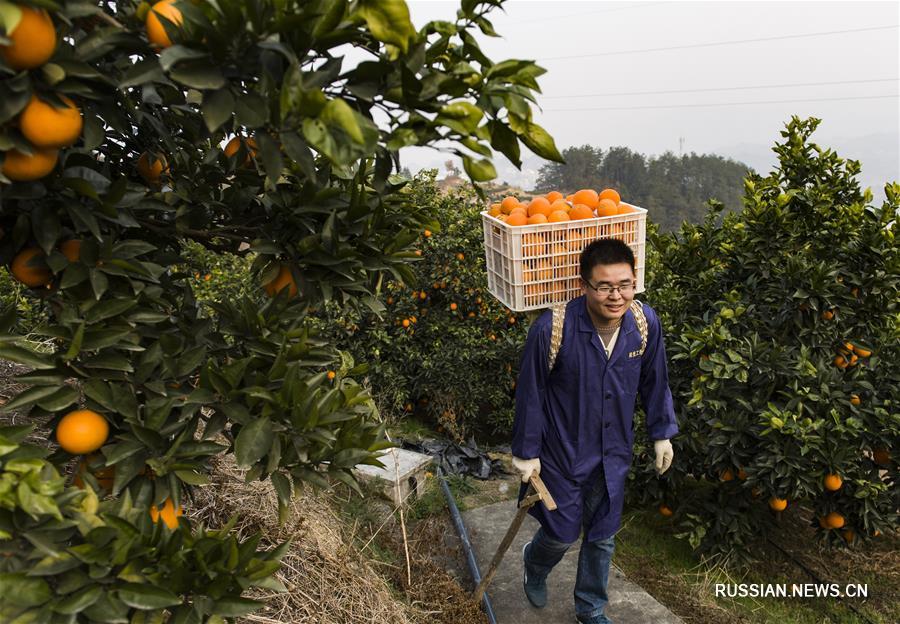 Развитие онлайн-торговли позволило продавать цзыгуйские пупковые апельсины по всему Китаю
