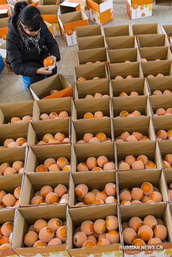 Развитие онлайн-торговли позволило продавать цзыгуйские пупковые апельсины по всему Китаю