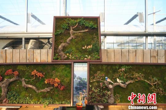 Садовод из Чжэнчжоу создаёт настенные рисунки из растений