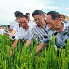 Китайский "супер-рис" поставил огромное количество мировых рекордов