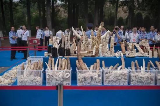 Цена слоновой кости резко упала из-за  запрета торговли в Китае