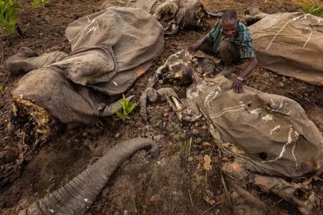 Цена слоновой кости резко упала из-за  запрета торговли в Китае