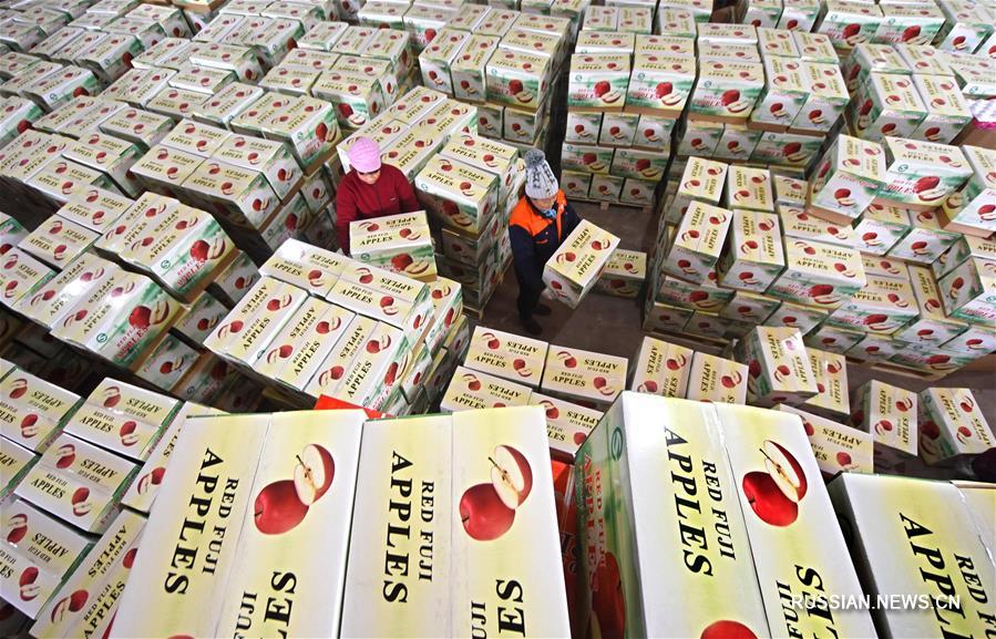 В уезде Июань готовят к поставкам на экспорт урожай яблок