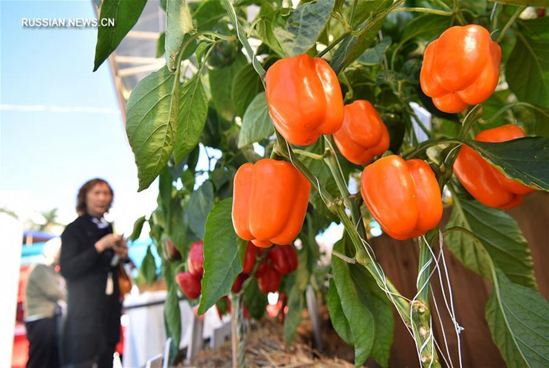 В Сянгане открылась выставка высококачественной продукции местных овощеводов и рыбаков