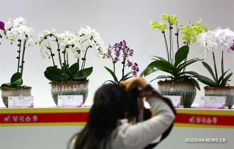 В Санья открылась 12-я Международная выставка тропических орхидей