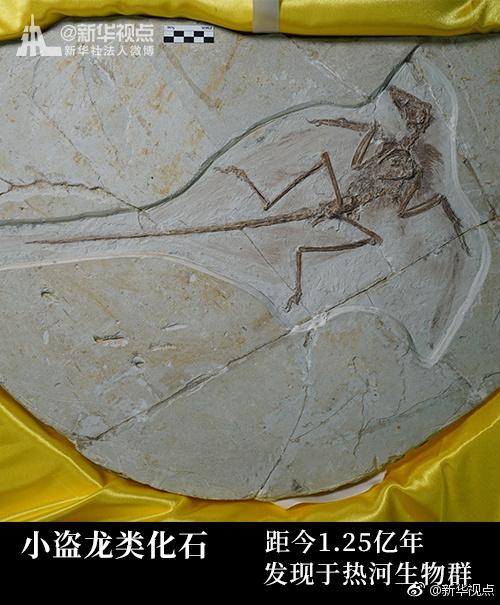 Европа подарила провинции Ляонин окаменелости самых древних птиц