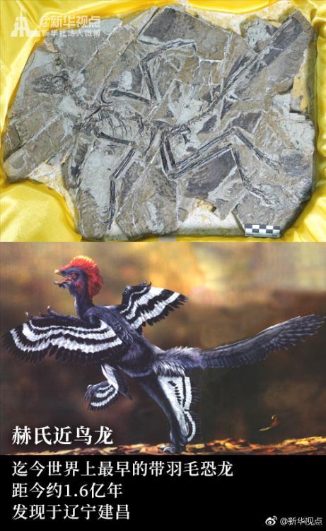 Европа подарила провинции Ляонин окаменелости самых древних птиц