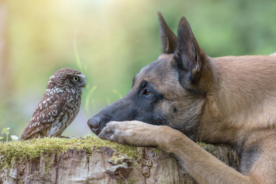 Невероятная дружба собаки и совенка