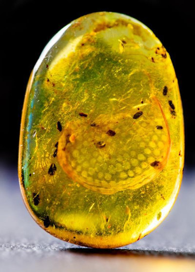 Впервые обнаружен янтарь с ракушковыми мезозойской эры