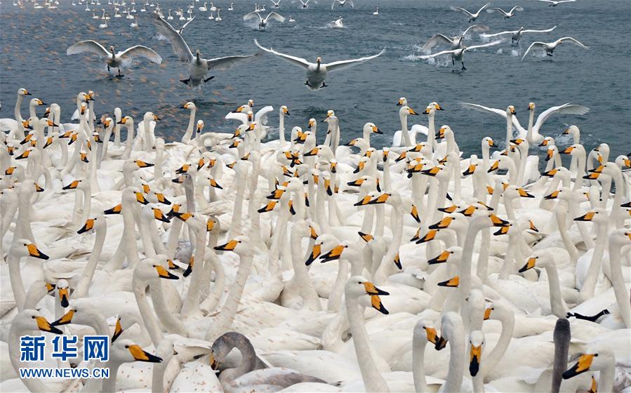 Десятки тысяч перелетных лебедей из Сибири зимуют в Яньдуньцзяо провинции Шаньдун