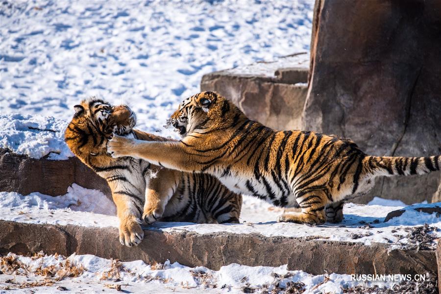 Харбинские амурские тигры учатся жить в дикой природе