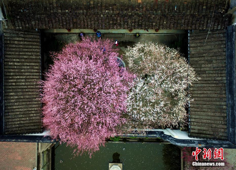 Пышно расцвели цветы сливы в древнем монастыре города Фучжоу