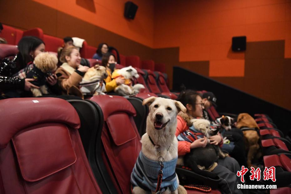 Для встречи года Собаки кинотеатр в Ханчжоу пригласил посетителей с их домашними питомцами на просмотр фильмов