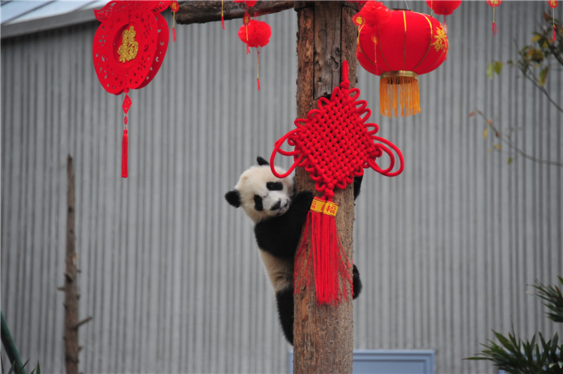 "Бамбуковые мишки" из Юго-Западного Китая "поздравили" всех с Праздником Весны