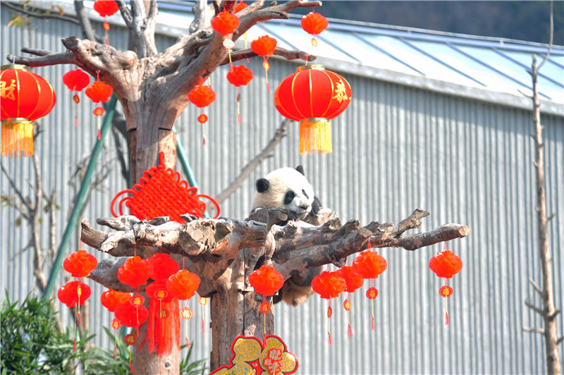 "Бамбуковые мишки" из Юго-Западного Китая "поздравили" всех с Праздником Весны