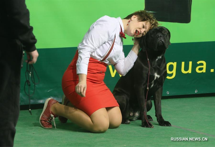 В Киеве прошла Всеукраинская выставка собак всех пород