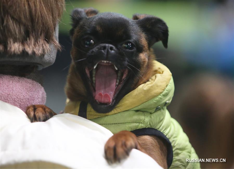 В Киеве прошла Всеукраинская выставка собак всех пород