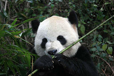 Ученые из Чэнду сделали новое открытие об особенностях питания гигантских панд