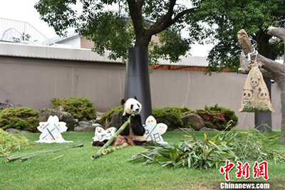 Большая панда Юн Мин получила высшую награду для животных в Японии