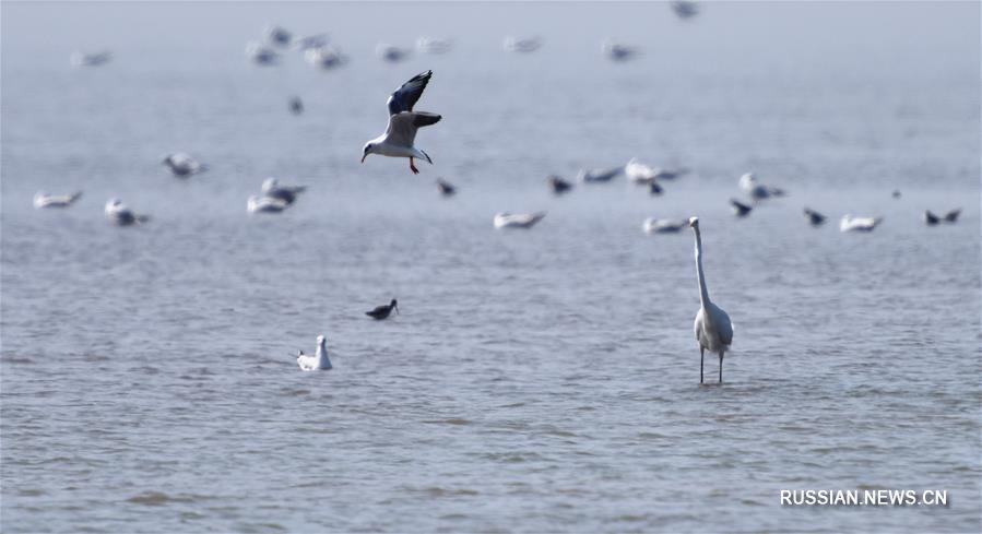 Возращающиеся на север перелетные птицы собрались на озере Дунтинху