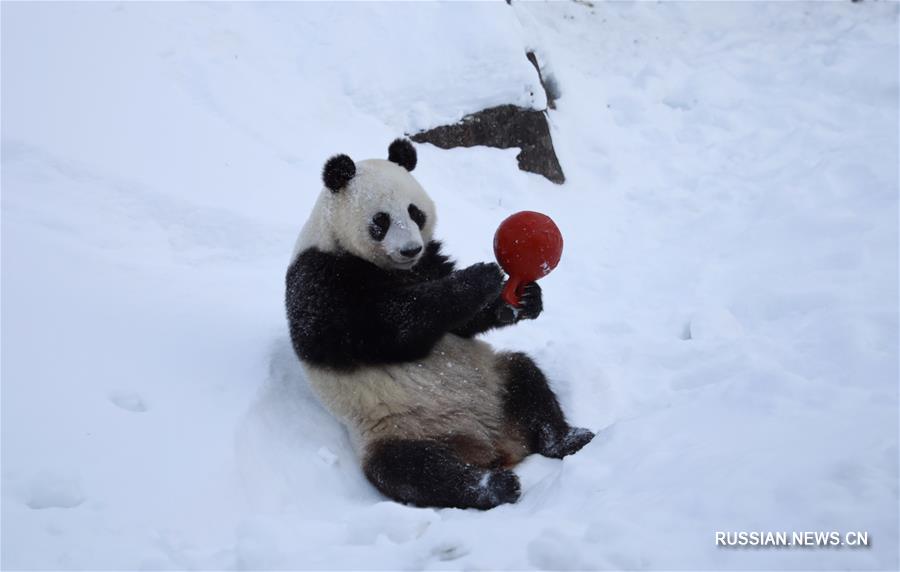 В зоопарке Финляндии открылся вольер с привезенными из Китая пандами