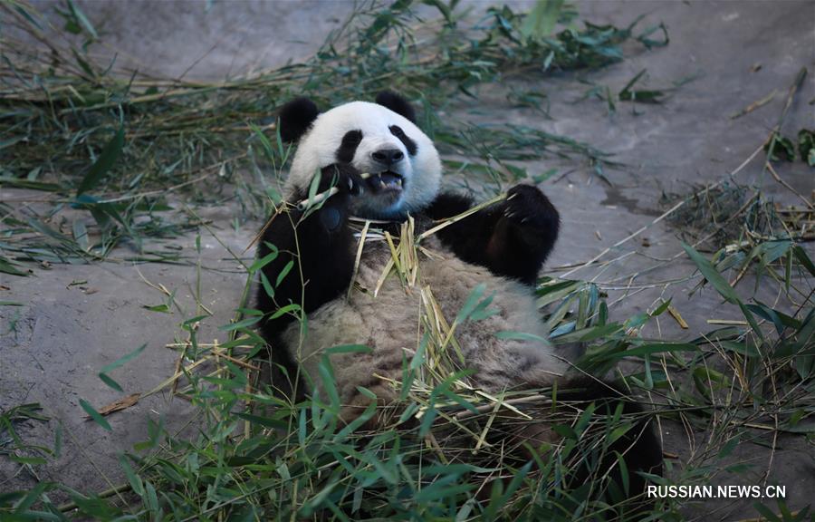 В зоопарке Финляндии открылся вольер с привезенными из Китая пандами