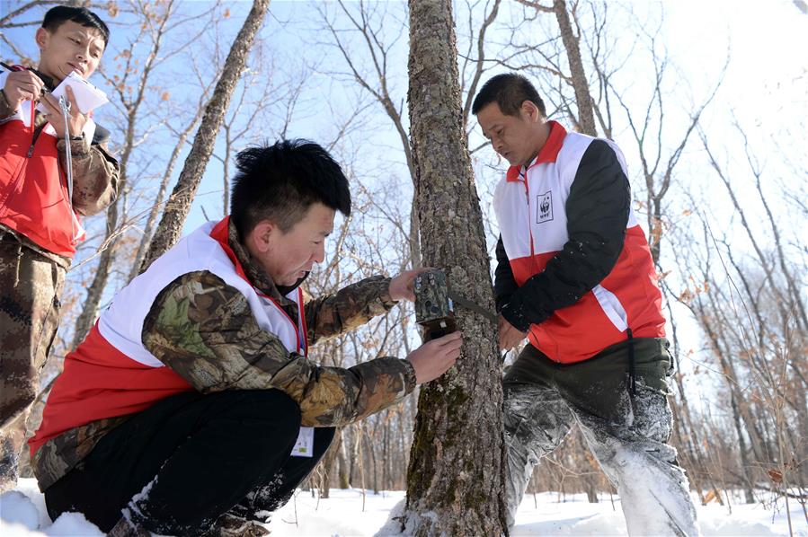 В провинции Хэйлунцзян проходит конкурс тигриных патрулей