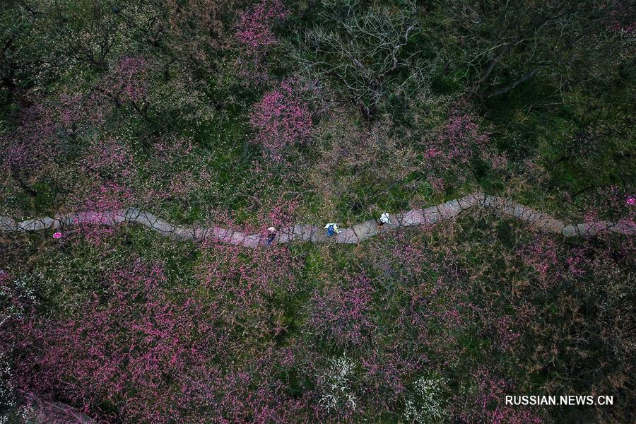 В ханчжоуском парке Сиси цветут 20 тыс сливовых деревьев