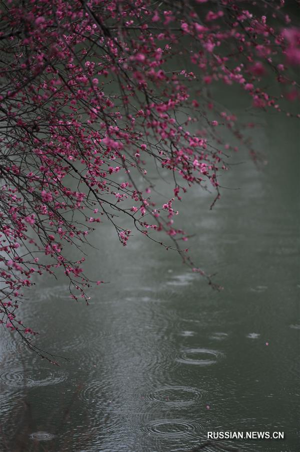 В ханчжоуском парке Сиси цветут 20 тыс сливовых деревьев