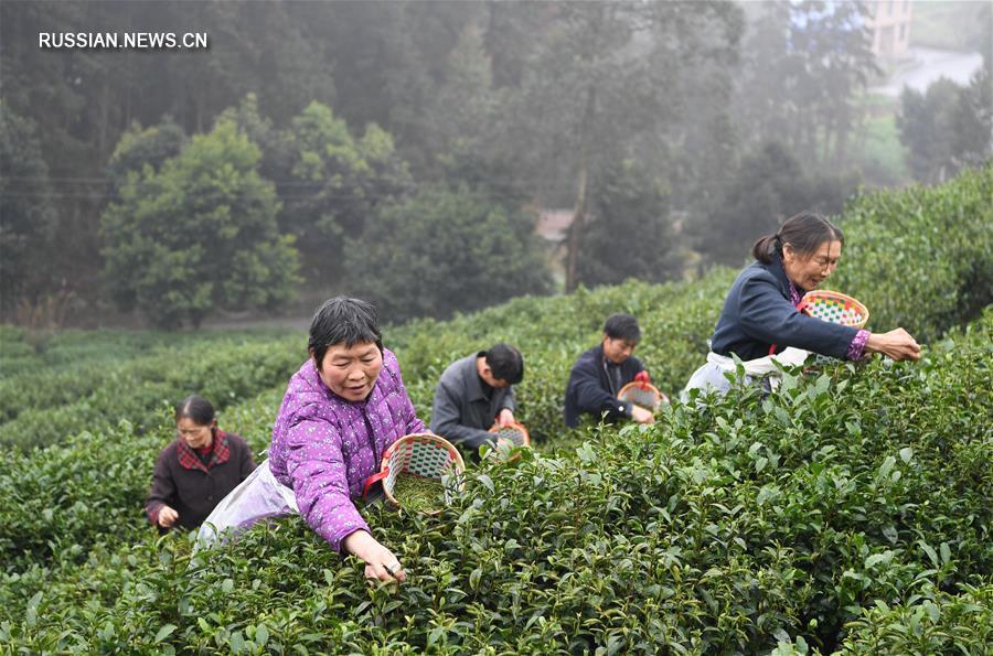 В Чунцине начался сбор весеннего чая