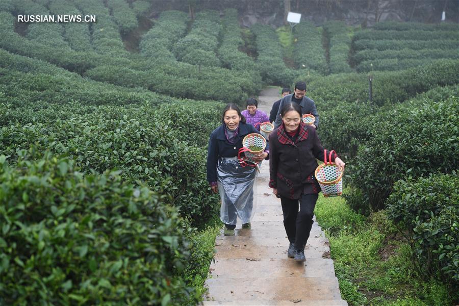 В Чунцине начался сбор весеннего чая